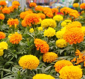 marigold plants